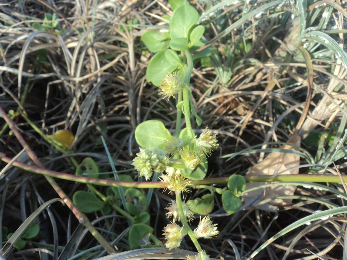 Pupalia lappacea var. orbiculata (B.Heyne ex Wall.) C.C.Towns.